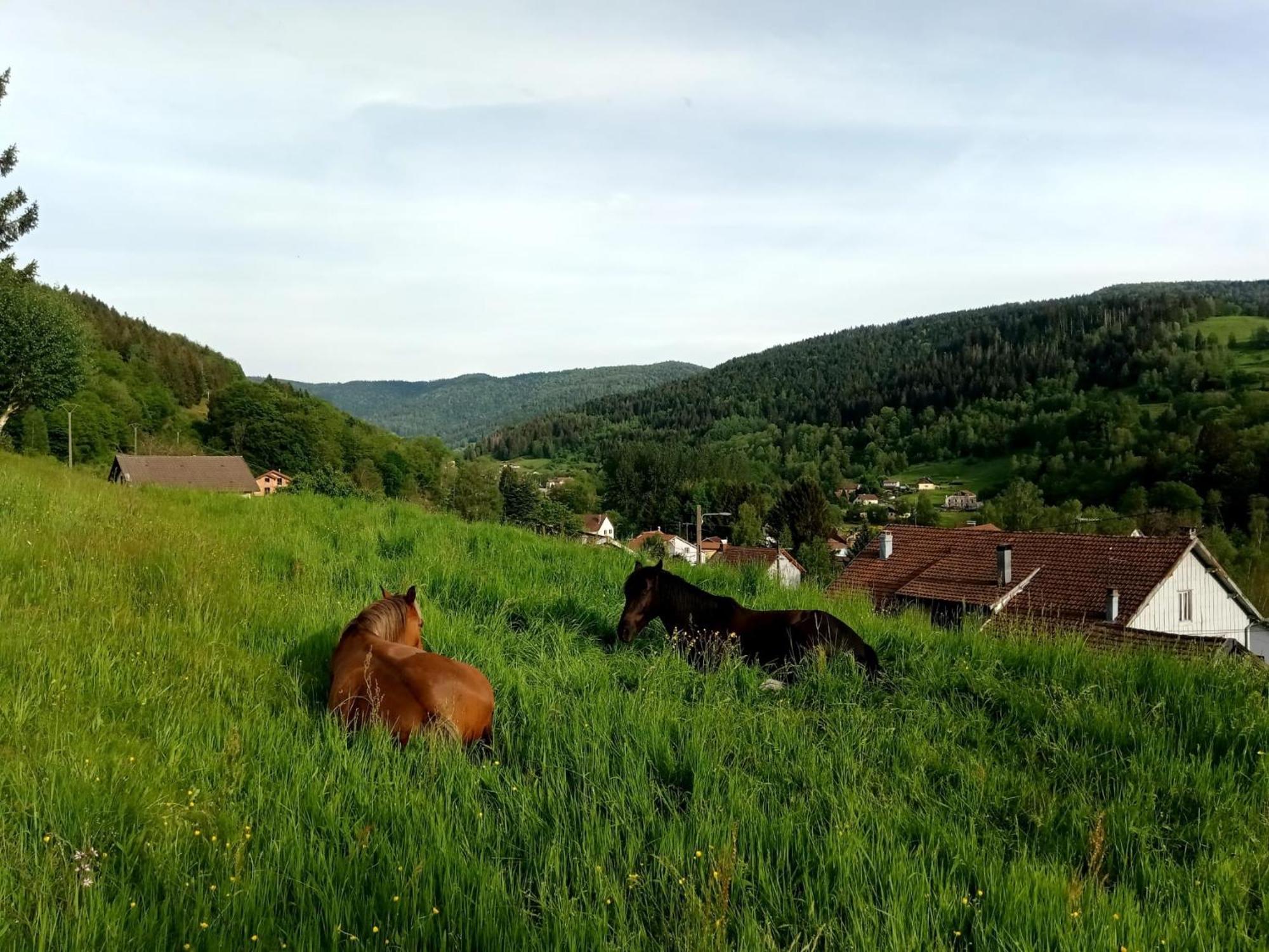 Gite De Famille Dans Les Vosges Saint-Maurice-sur-Moselle Ngoại thất bức ảnh